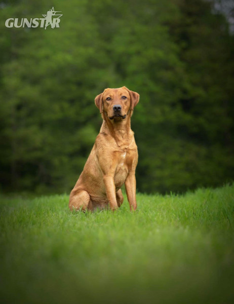  Fox Red Labrador Puppies for Sale