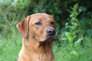 Fox Red Labrador Puppies for Sale - {CATEGORY} in 