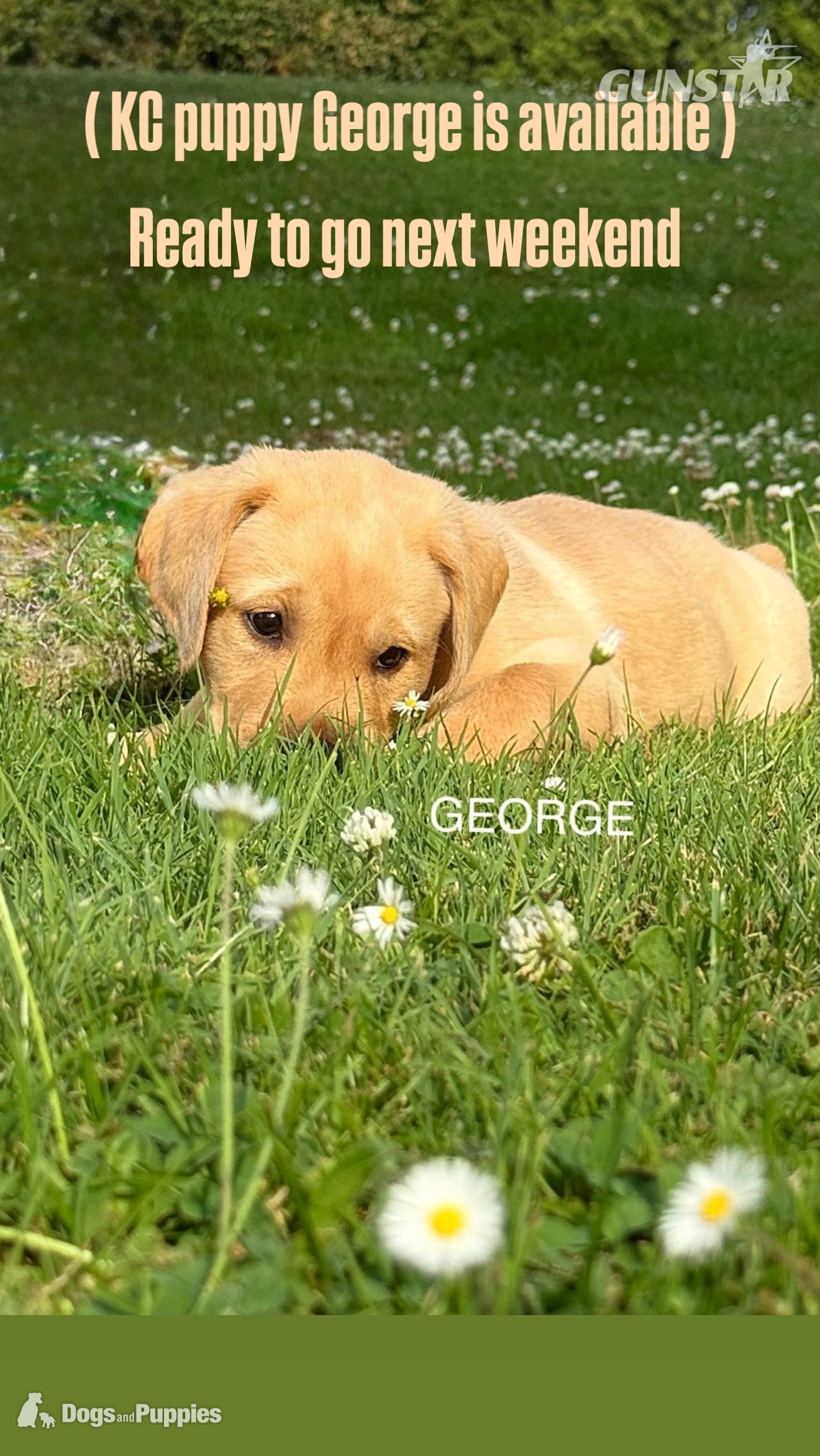 KC Labrador puppy George and Hutch with 5 Star County Breeder  in 