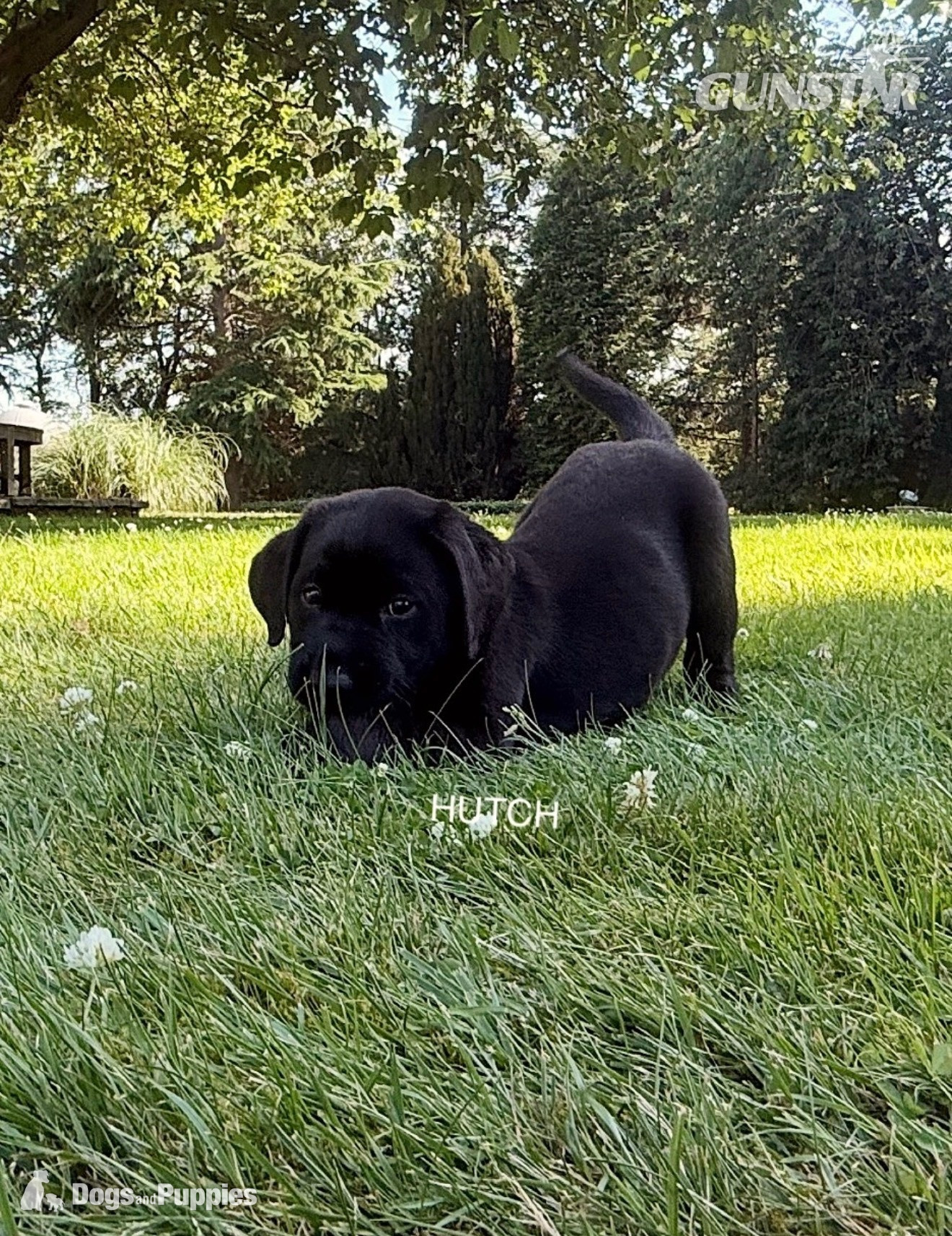 KC Labrador puppy George and Hutch with 5 Star County Breeder 