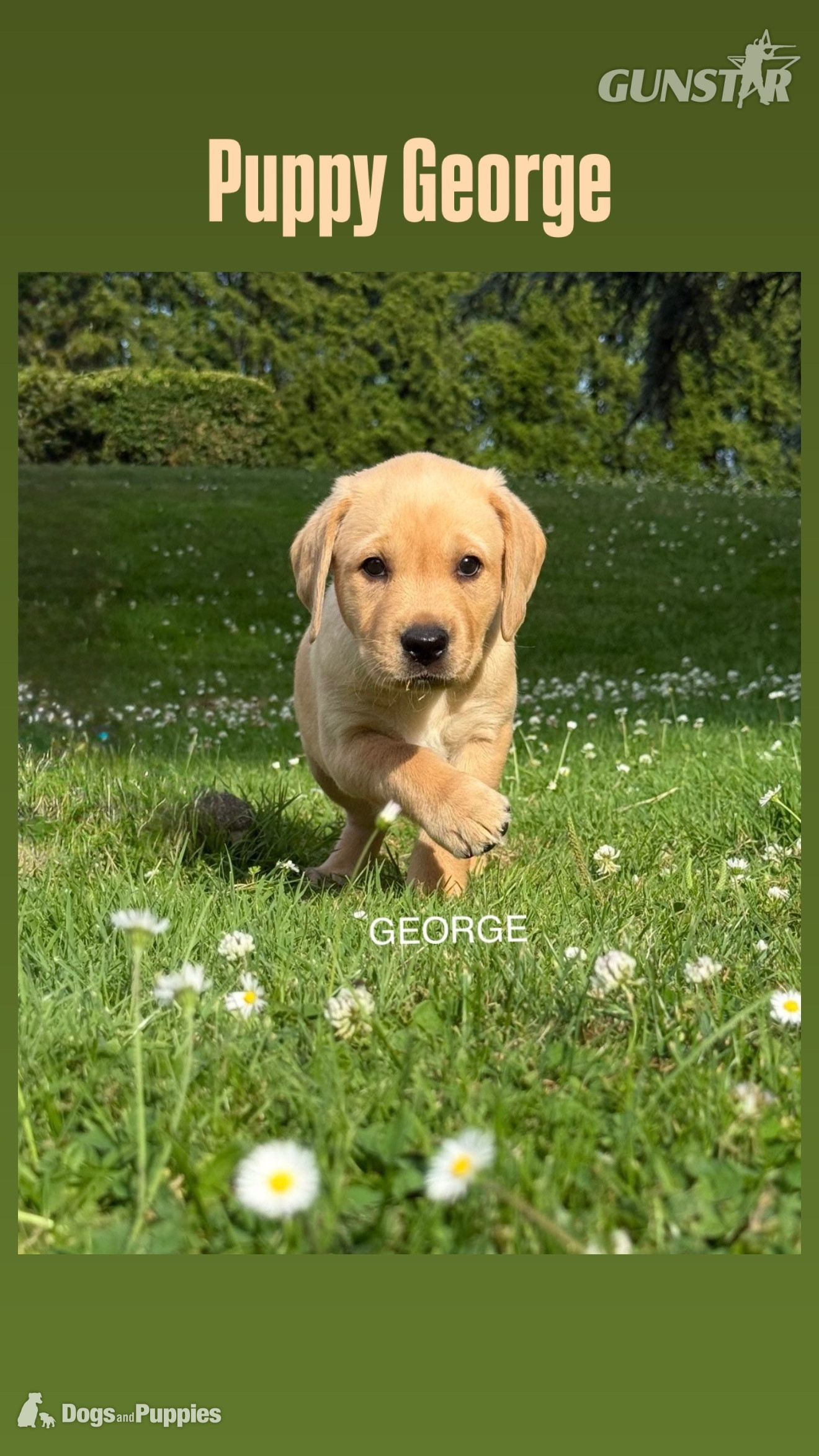  KC Labrador puppy George and Hutch with 5 Star County Breeder 
