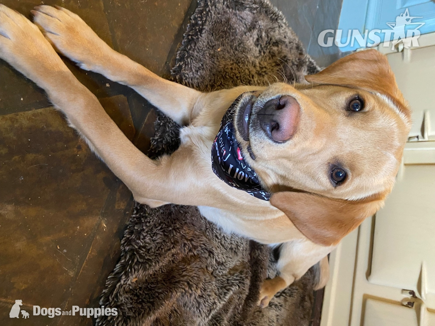 KC Labrador puppy George and Hutch with 5 Star County Breeder  - {CATEGORY} in 