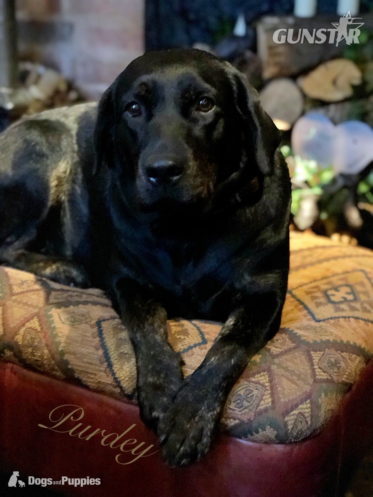 KC Labrador puppy George and Hutch with 5 Star County Breeder  - {CATEGORY}