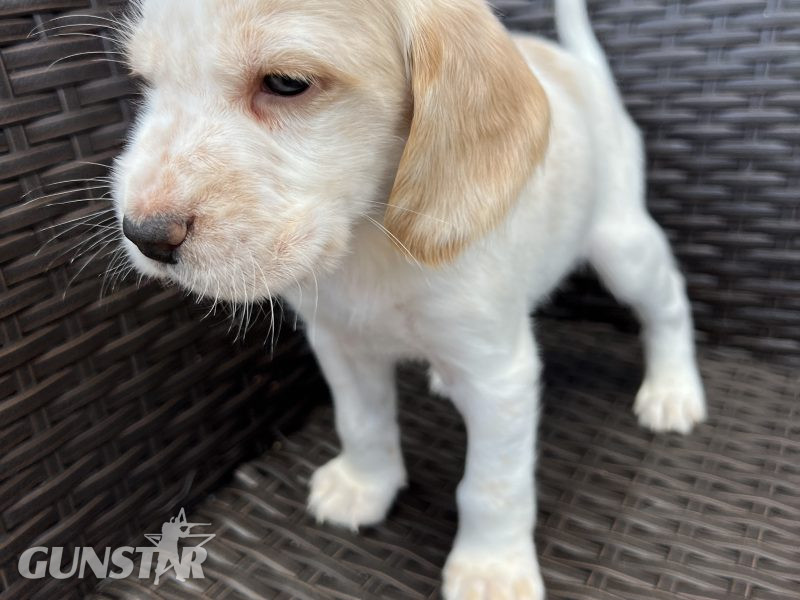 Cocker spaniels - {CATEGORY}
