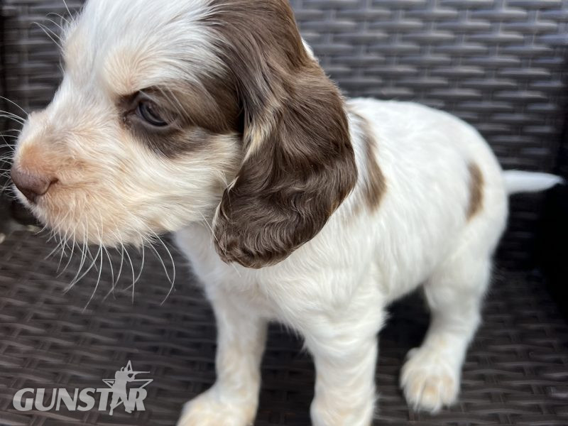 Cocker spaniels