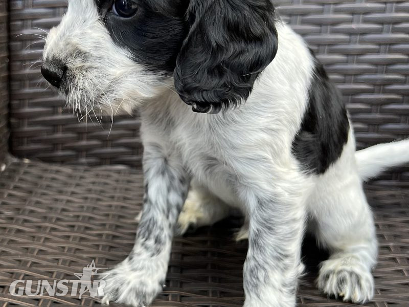  Cocker spaniels