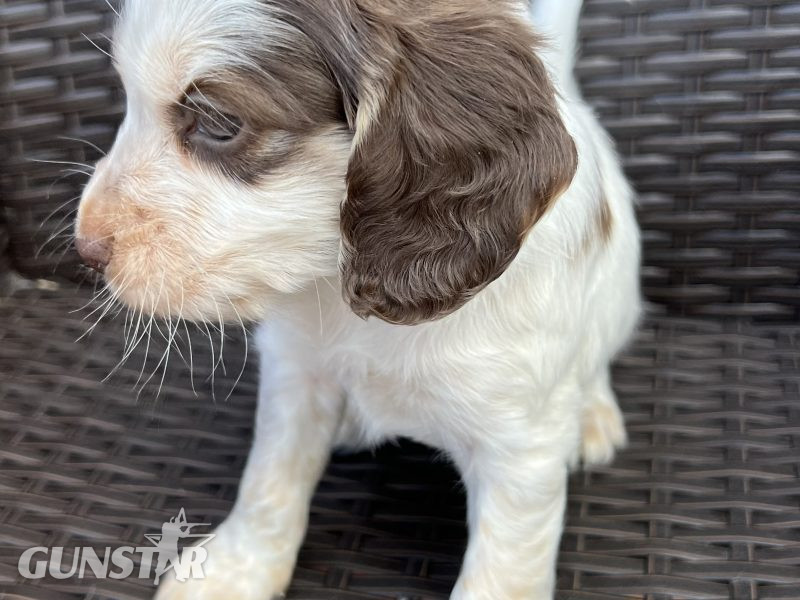 Cocker spaniels in 