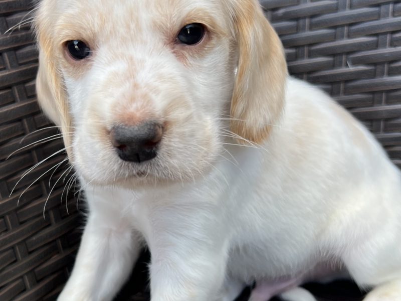 Cocker spaniels - {CATEGORY} in 
