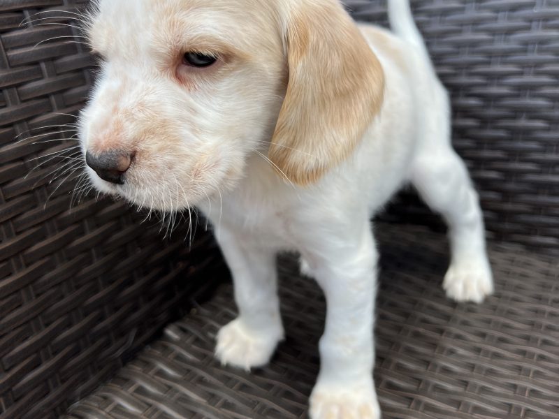 Cocker spaniels - {CATEGORY}