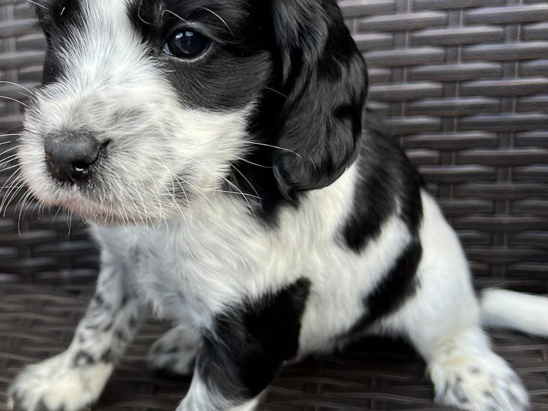 {CATEGORY} - Cocker spaniels in 