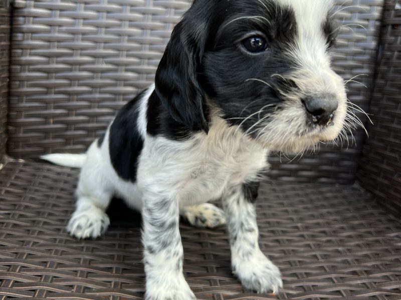 {CATEGORY} - Cocker spaniels
