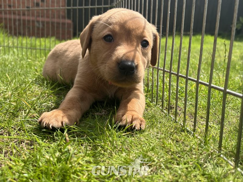 {CATEGORY} - KC Working Labradors - 5 gen - excellent pedigree in 