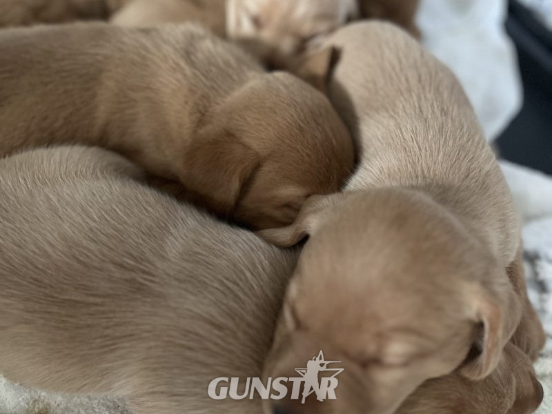 KC Working Labradors - 5 gen - excellent pedigree 