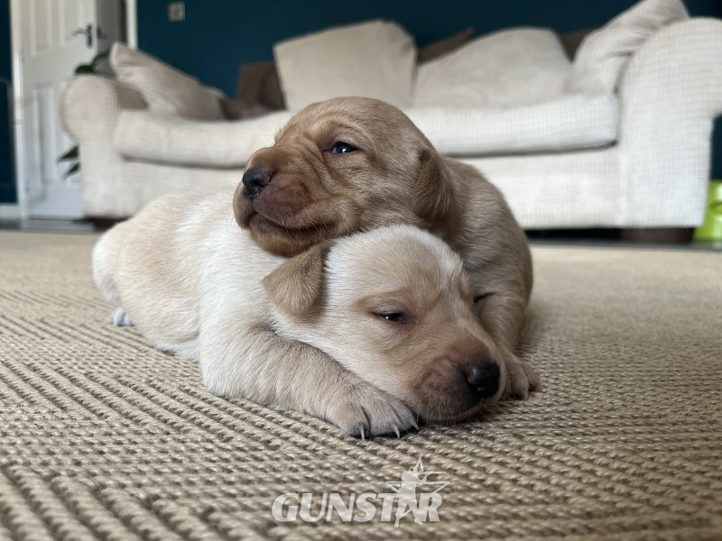 KC Working Labradors - 5 gen - excellent pedigree - {CATEGORY} in 