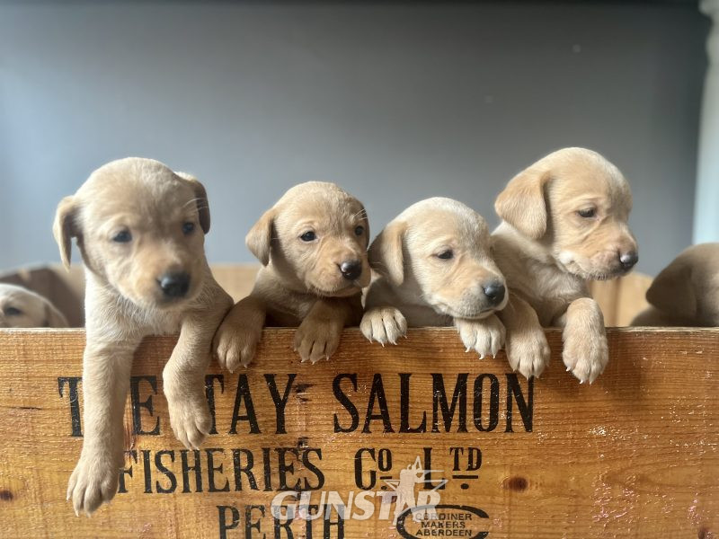 KC Working Labradors - 5 gen - excellent pedigree in 