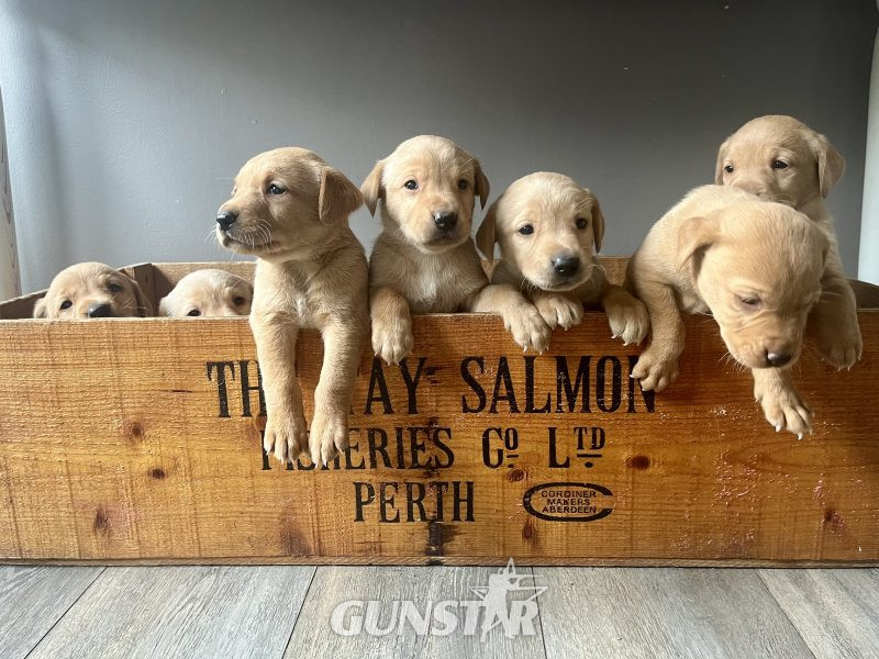 KC Working Labradors - 5 gen - excellent pedigree