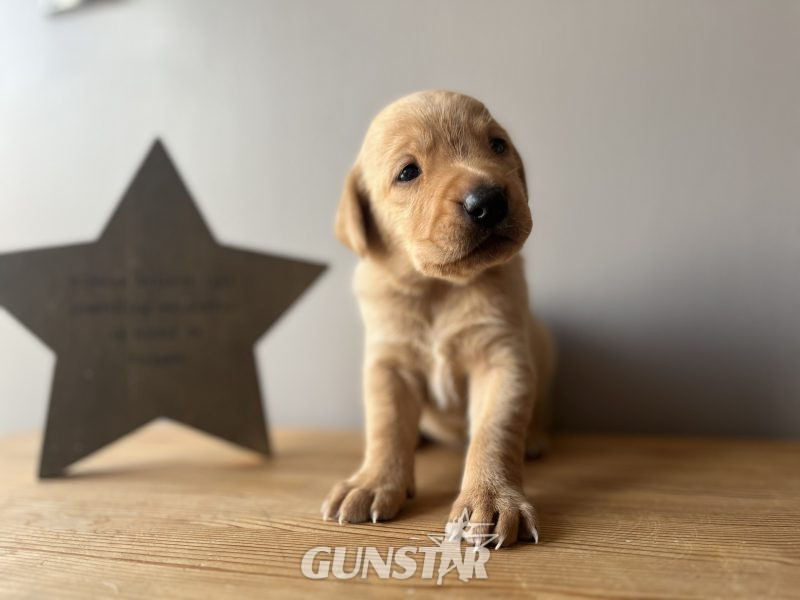  KC Working Labradors - 5 gen - excellent pedigree