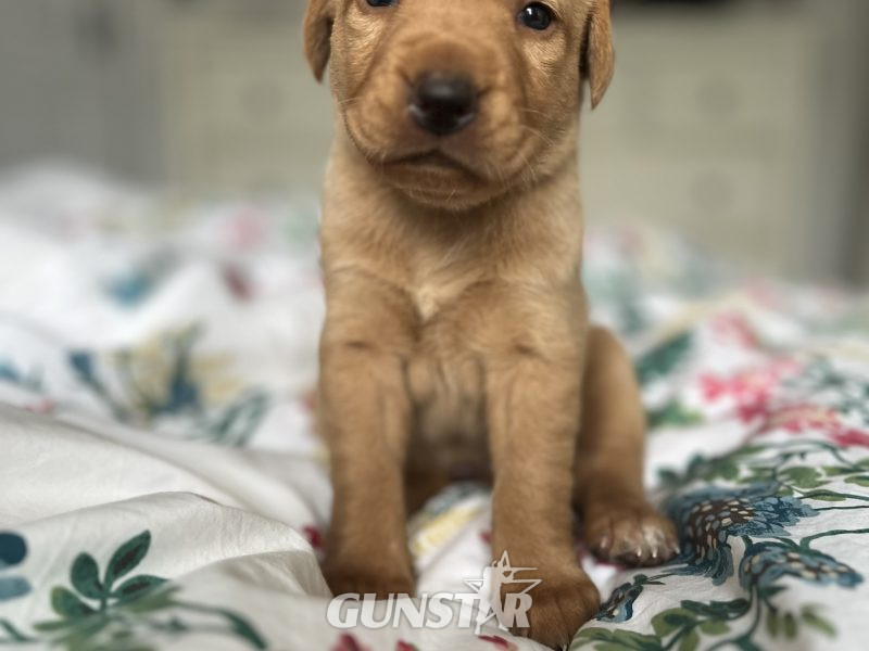 {CATEGORY} - KC Working Labradors - 5 gen - excellent pedigree