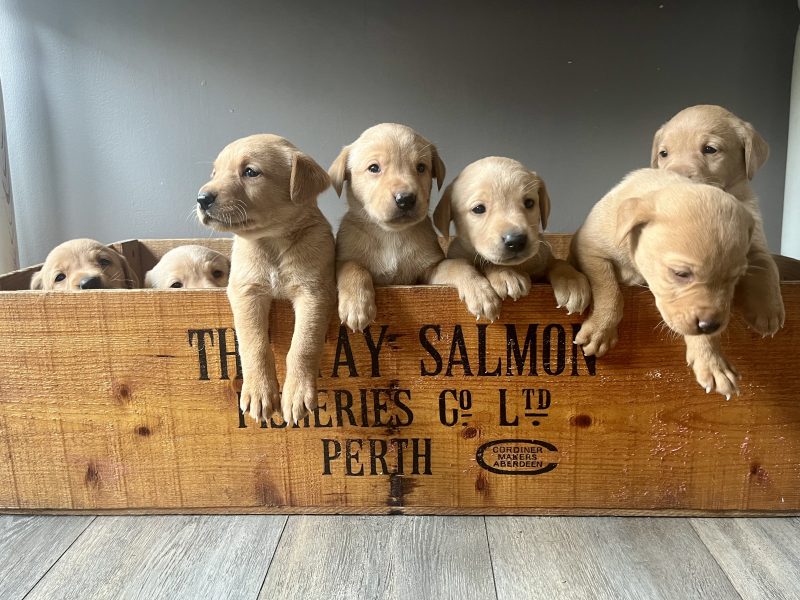 KC Working Labradors - 5 gen - excellent pedigree