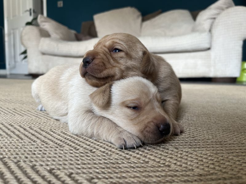 KC Working Labradors - 5 gen - excellent pedigree - {CATEGORY} in 