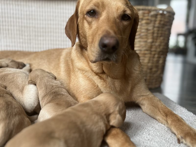 KC Working Labradors - 5 gen - excellent pedigree - {CATEGORY}