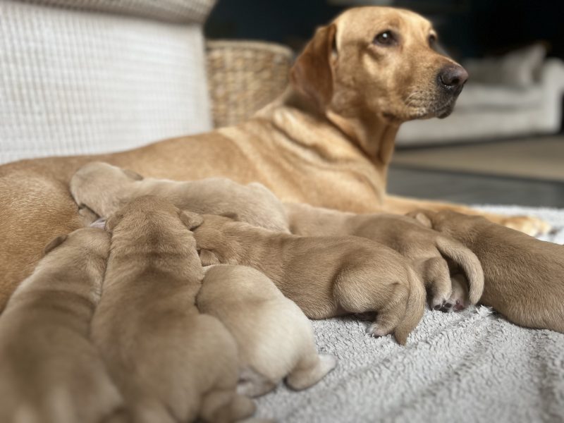 KC Working Labradors - 5 gen - excellent pedigree 