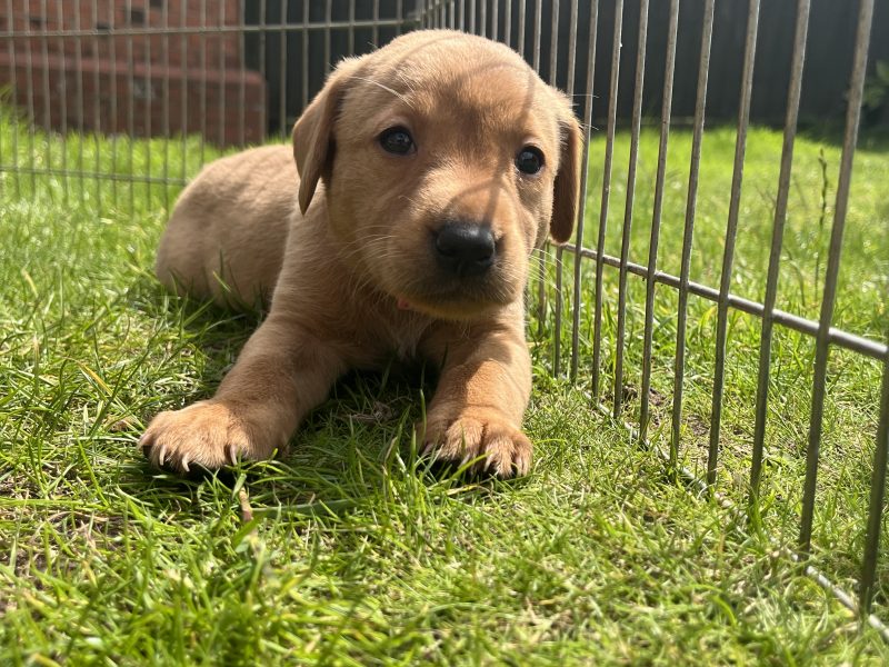 {CATEGORY} - KC Working Labradors - 5 gen - excellent pedigree in 
