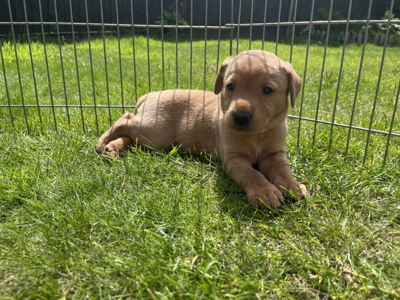 {CATEGORY} - KC Working Labradors - 5 gen - excellent pedigree