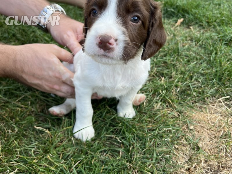 Liver and white springer spaniel dog puppy in 