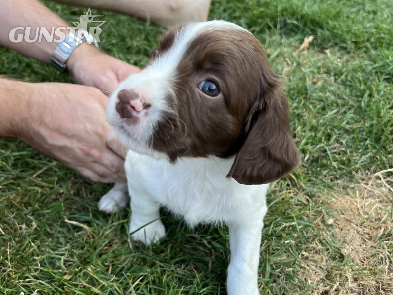 Liver and white springer spaniel dog puppy