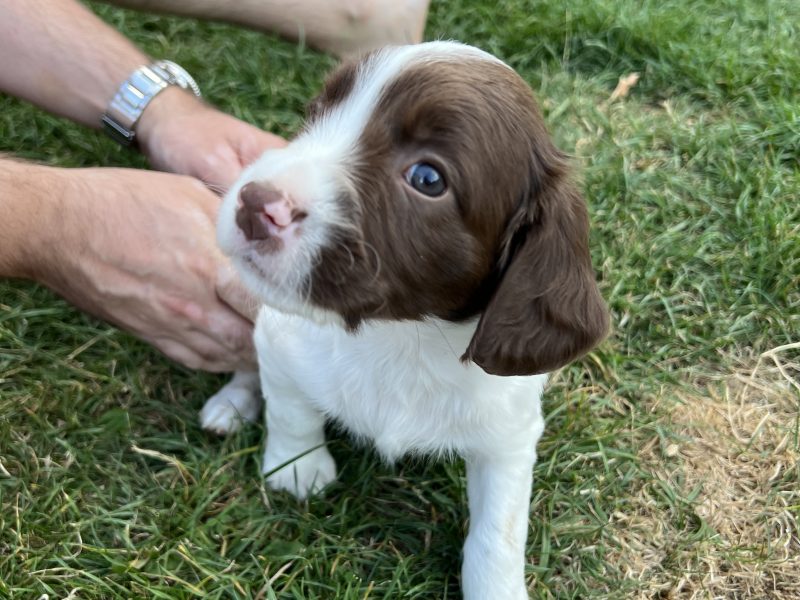 Liver and white springer spaniel dog puppy