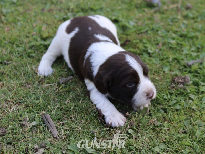 KC REGISTERED ENGLISH SPRINGER SPANIEL PUPS FOR SALE - {CATEGORY}