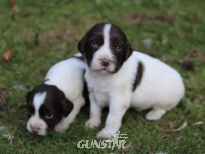 KC REGISTERED ENGLISH SPRINGER SPANIEL PUPS FOR SALE in 
