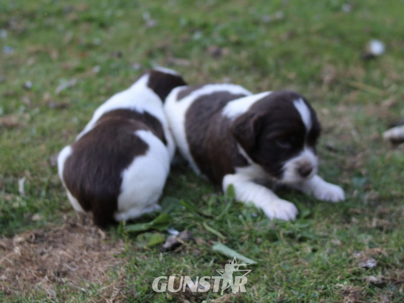 KC REGISTERED ENGLISH SPRINGER SPANIEL PUPS FOR SALE