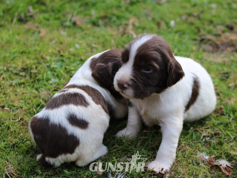 KC REGISTERED ENGLISH SPRINGER SPANIEL PUPS FOR SALE - {CATEGORY} in 