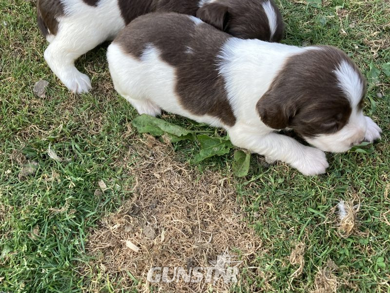 KC REGISTERED ENGLISH SPRINGER SPANIEL PUPS FOR SALE 