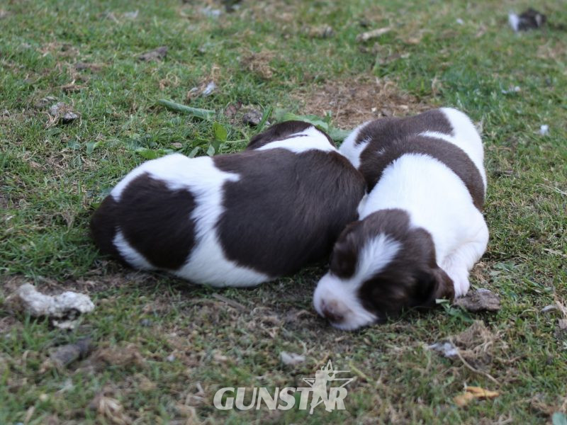  KC REGISTERED ENGLISH SPRINGER SPANIEL PUPS FOR SALE