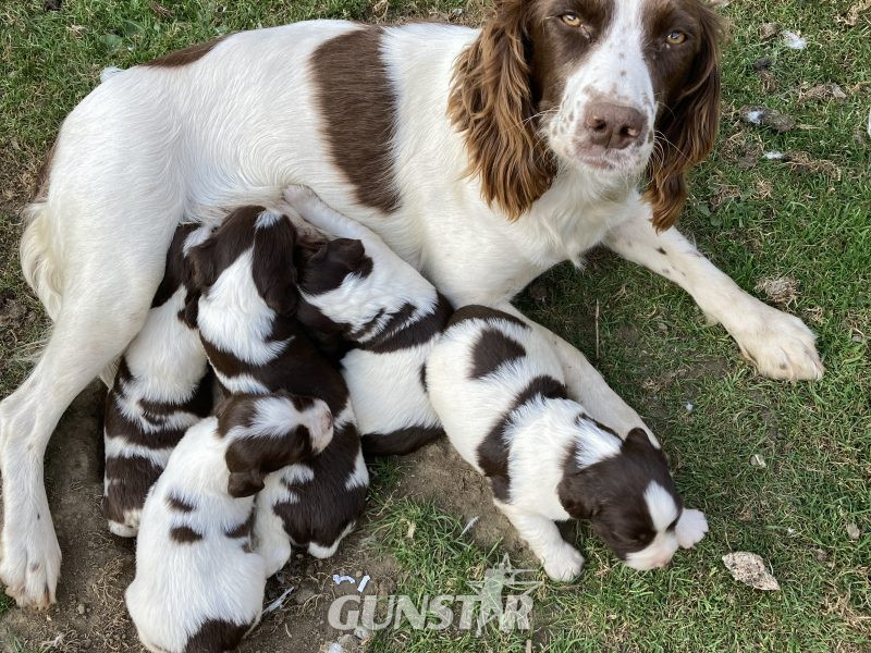 {CATEGORY} - KC REGISTERED ENGLISH SPRINGER SPANIEL PUPS FOR SALE in 