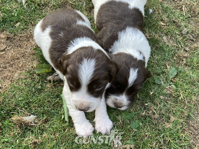 {CATEGORY} - KC REGISTERED ENGLISH SPRINGER SPANIEL PUPS FOR SALE