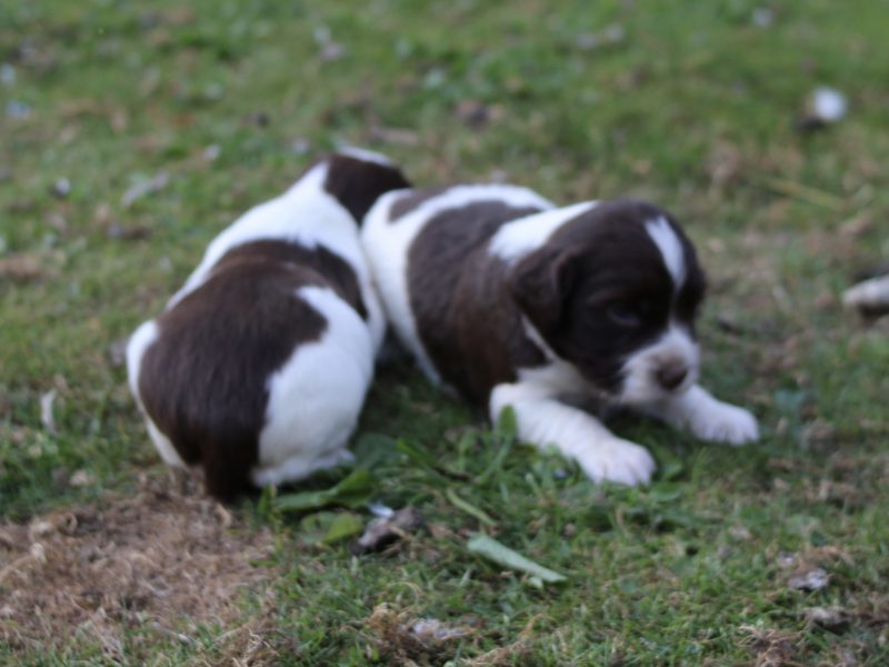 KC REGISTERED ENGLISH SPRINGER SPANIEL PUPS FOR SALE
