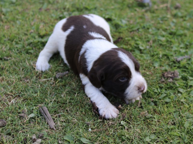 KC REGISTERED ENGLISH SPRINGER SPANIEL PUPS FOR SALE - {CATEGORY}