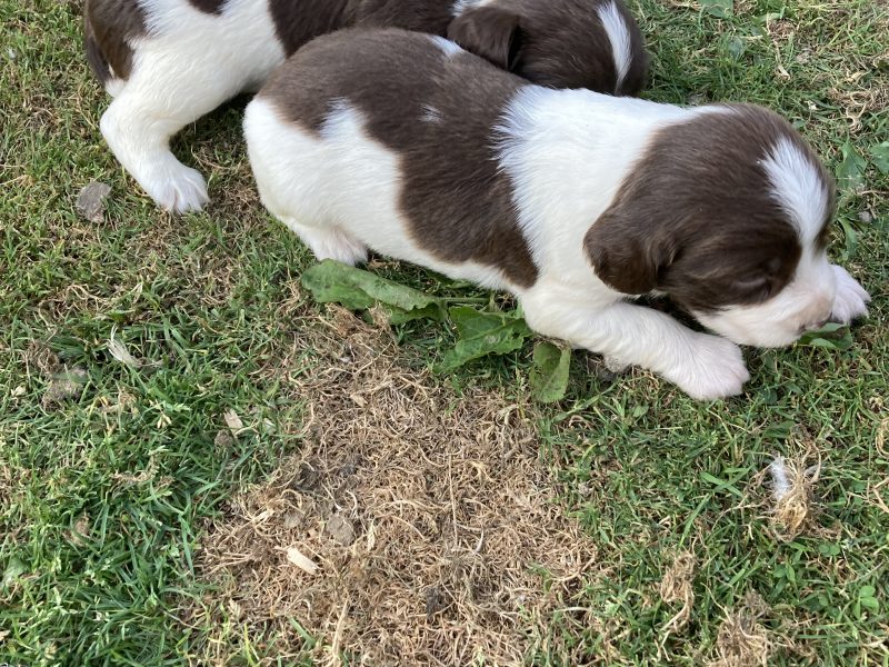 KC REGISTERED ENGLISH SPRINGER SPANIEL PUPS FOR SALE 