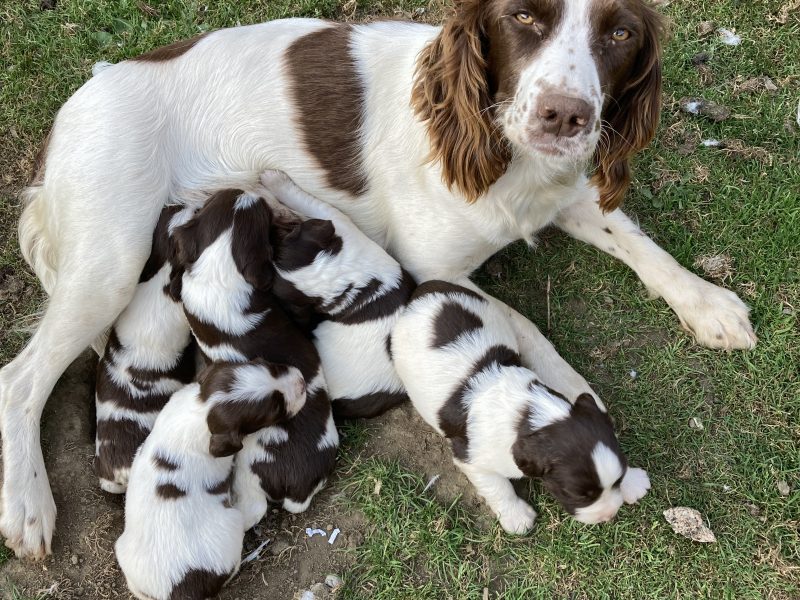 {CATEGORY} - KC REGISTERED ENGLISH SPRINGER SPANIEL PUPS FOR SALE in 
