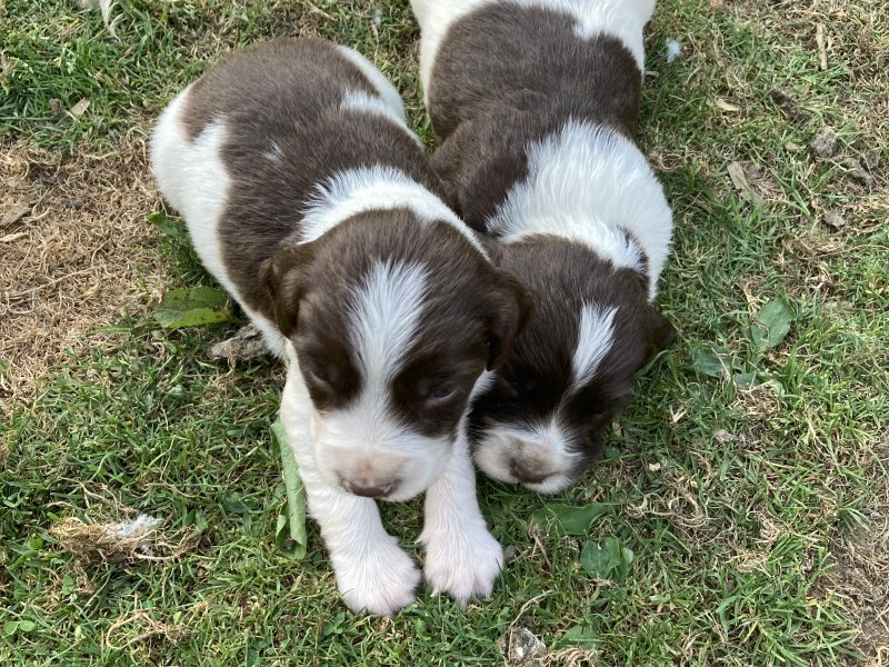 {CATEGORY} - KC REGISTERED ENGLISH SPRINGER SPANIEL PUPS FOR SALE