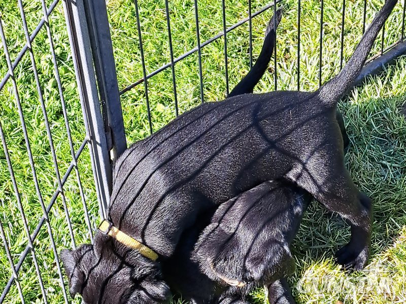 Labrador puppies (Black) in 