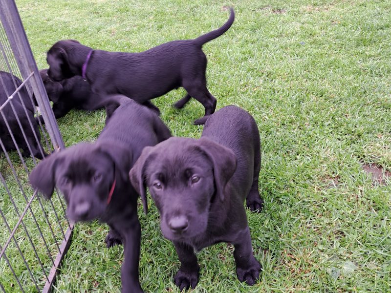  Labrador puppies (Black)
