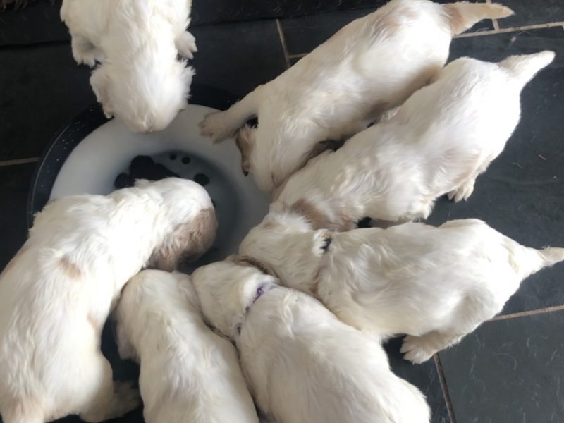 Working Clumber Spaniels for sale