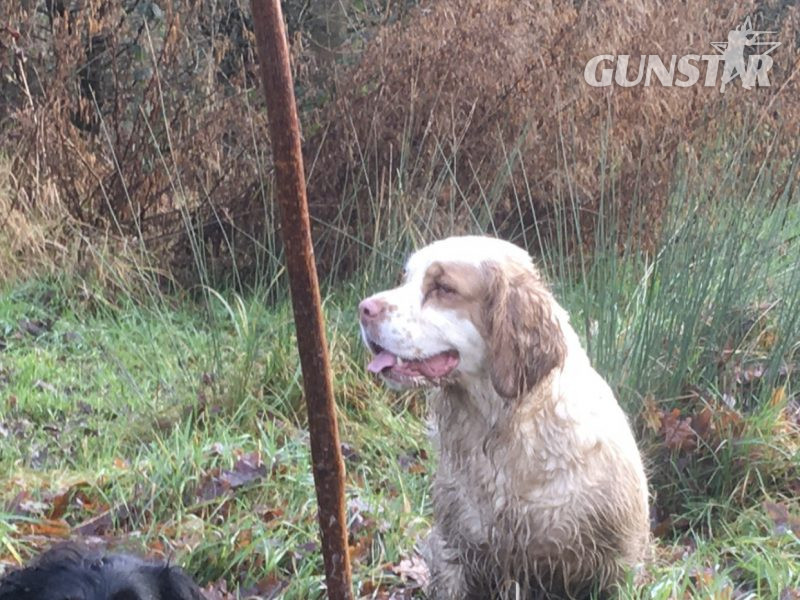  Working Clumber Spaniels for sale