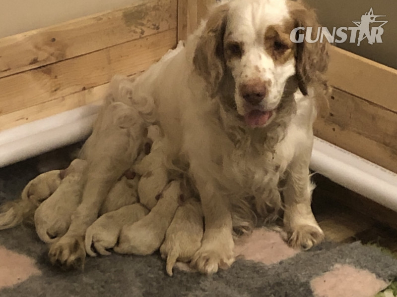 Working Clumber Spaniels for sale in 