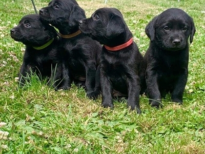 Well bred pups excellent working parents